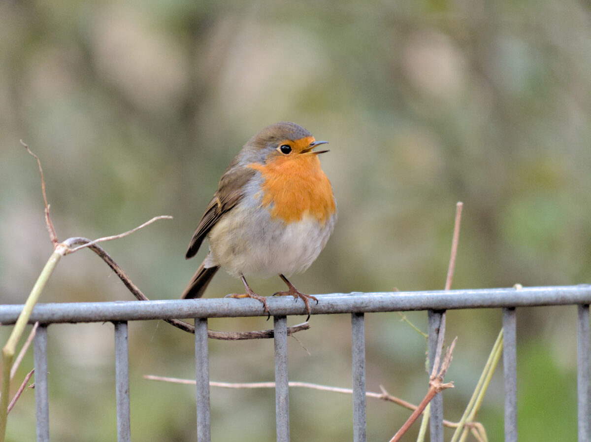 European robin sitting on a fence, mouth open