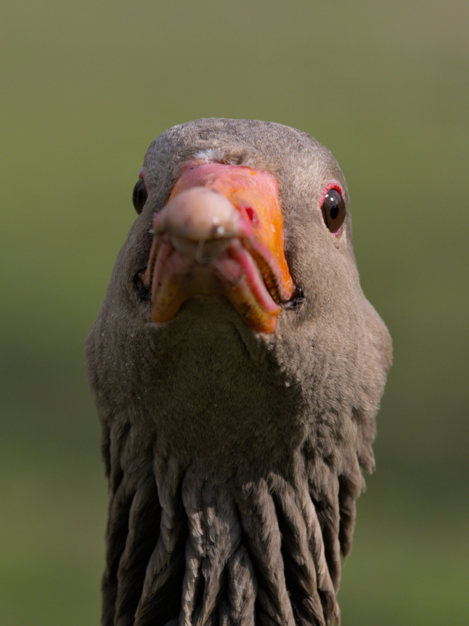 The head and upper neck of a greylag goose fill the frame, facing the camera