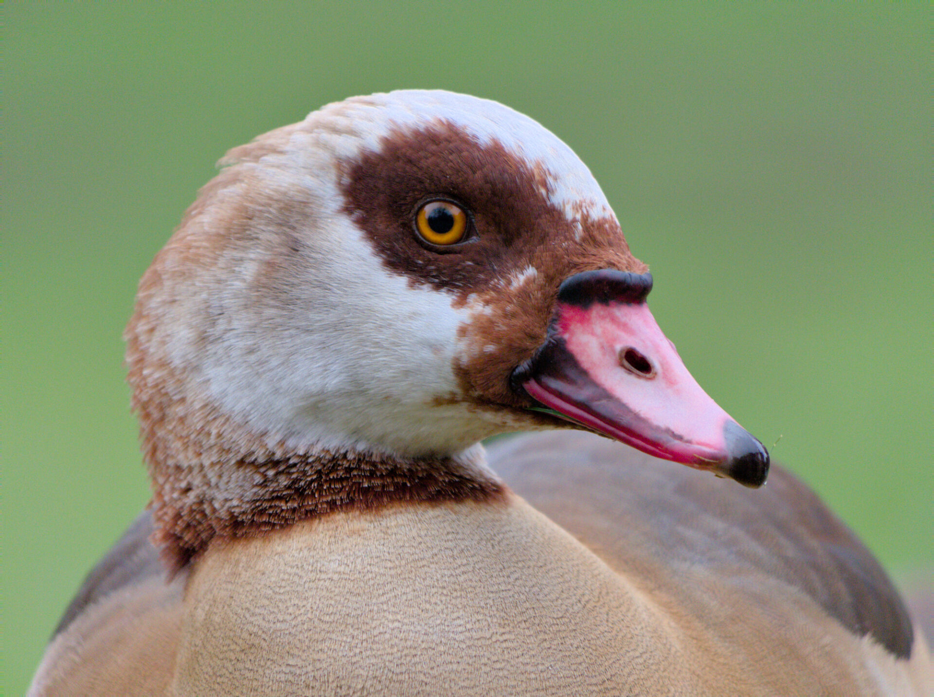 An Egyptian goose faces the camera, head turned toward the right of the frame
