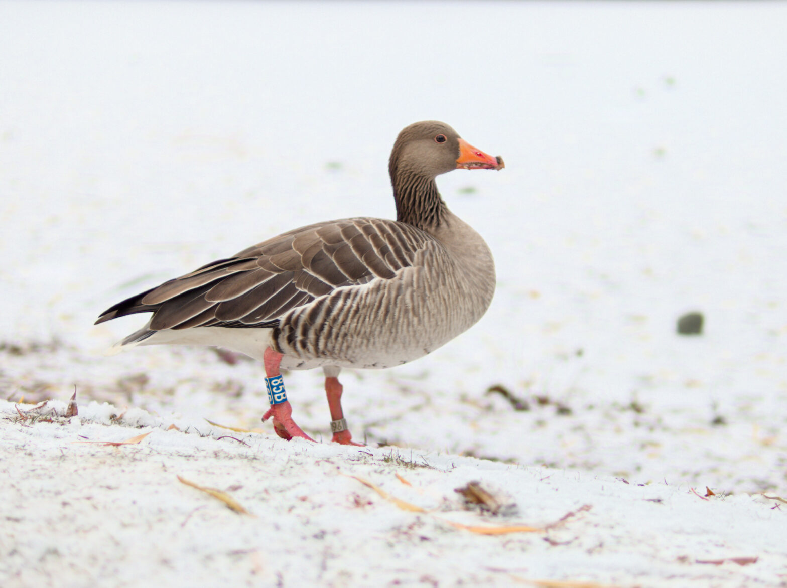 A greylag goose with a blue leg ring reading "85B" stands in the snow, facing right