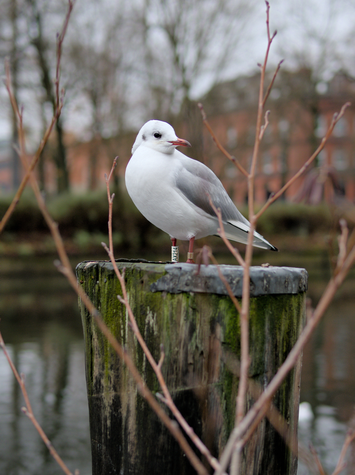 A black-headed gull in winter (white-headed) plumage stands on a post with buildings in the background