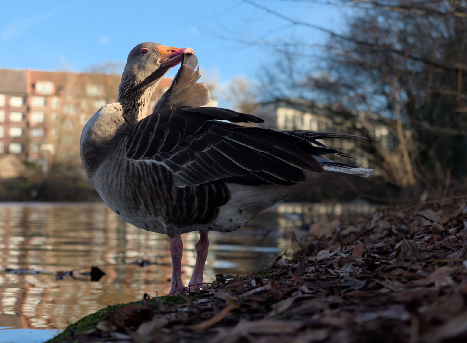 A greylag goose stands on the shore of a canal and preens its ]feathers