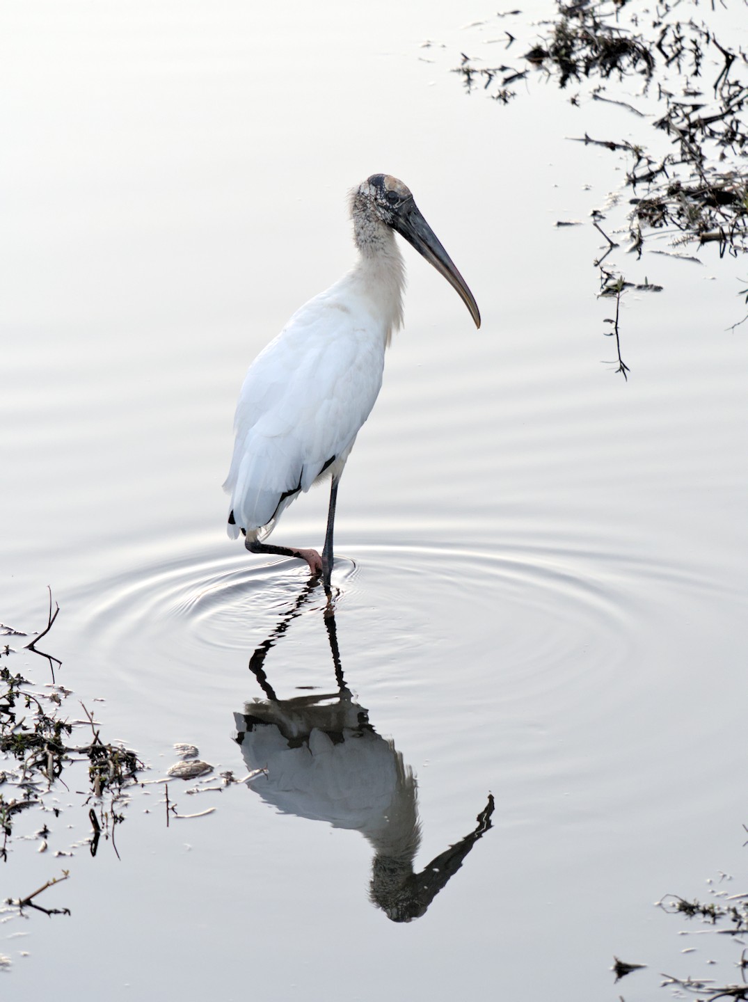 A wood stork stands in the water, one leg bent, with a slightly rippled reflection