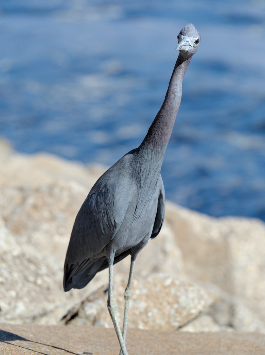 A little blue heron stands tall, looking into the camera with a river in the background