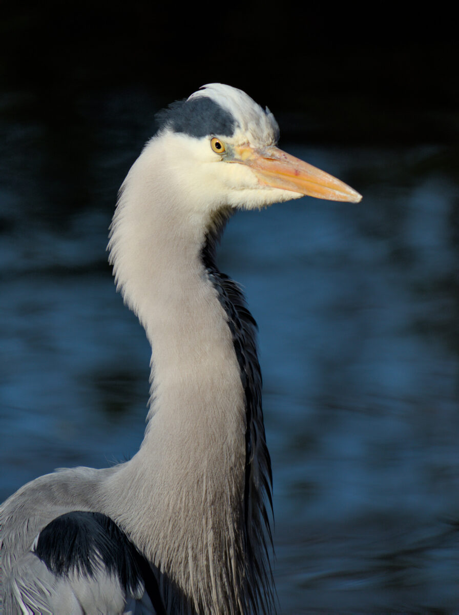 A grey heron lifts its head with blue water in the background