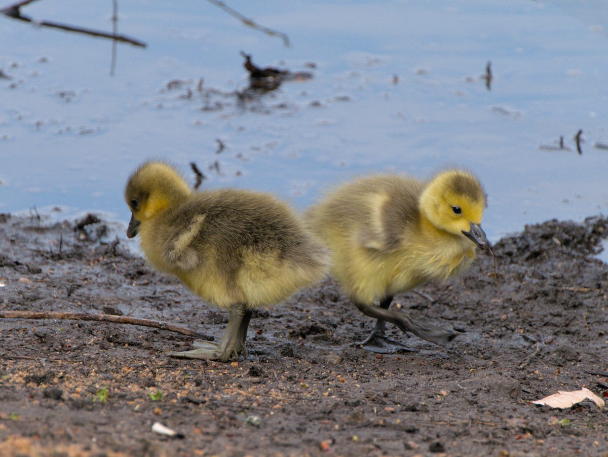 Gosling identification r/geese