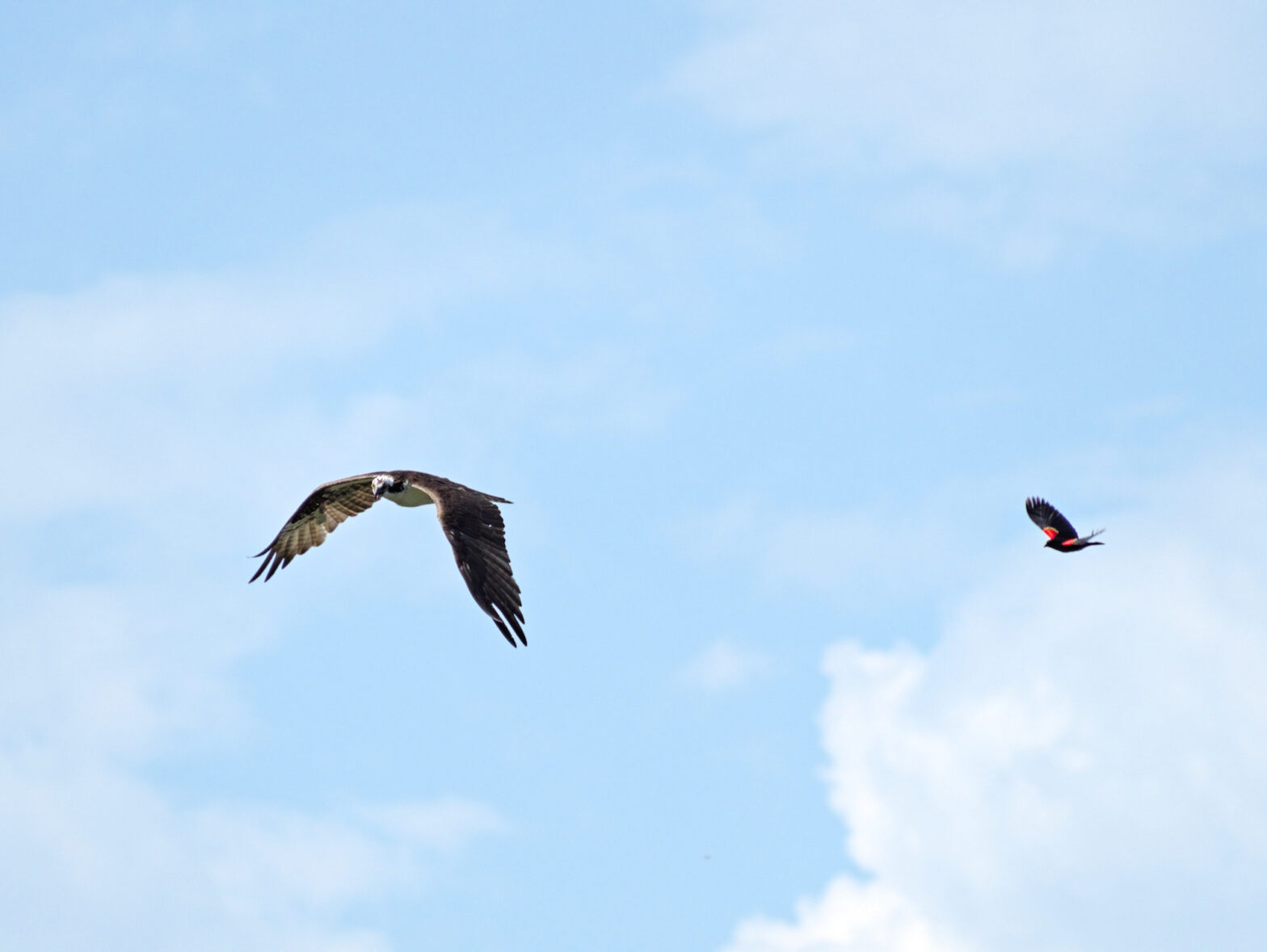 A red-winged blackbird chases an osprey against blue sky and puffy clouds