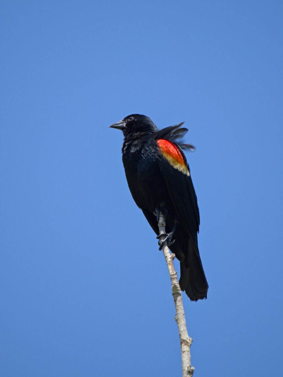 A red winged blackbird perches atop a vertical branch against blue sky