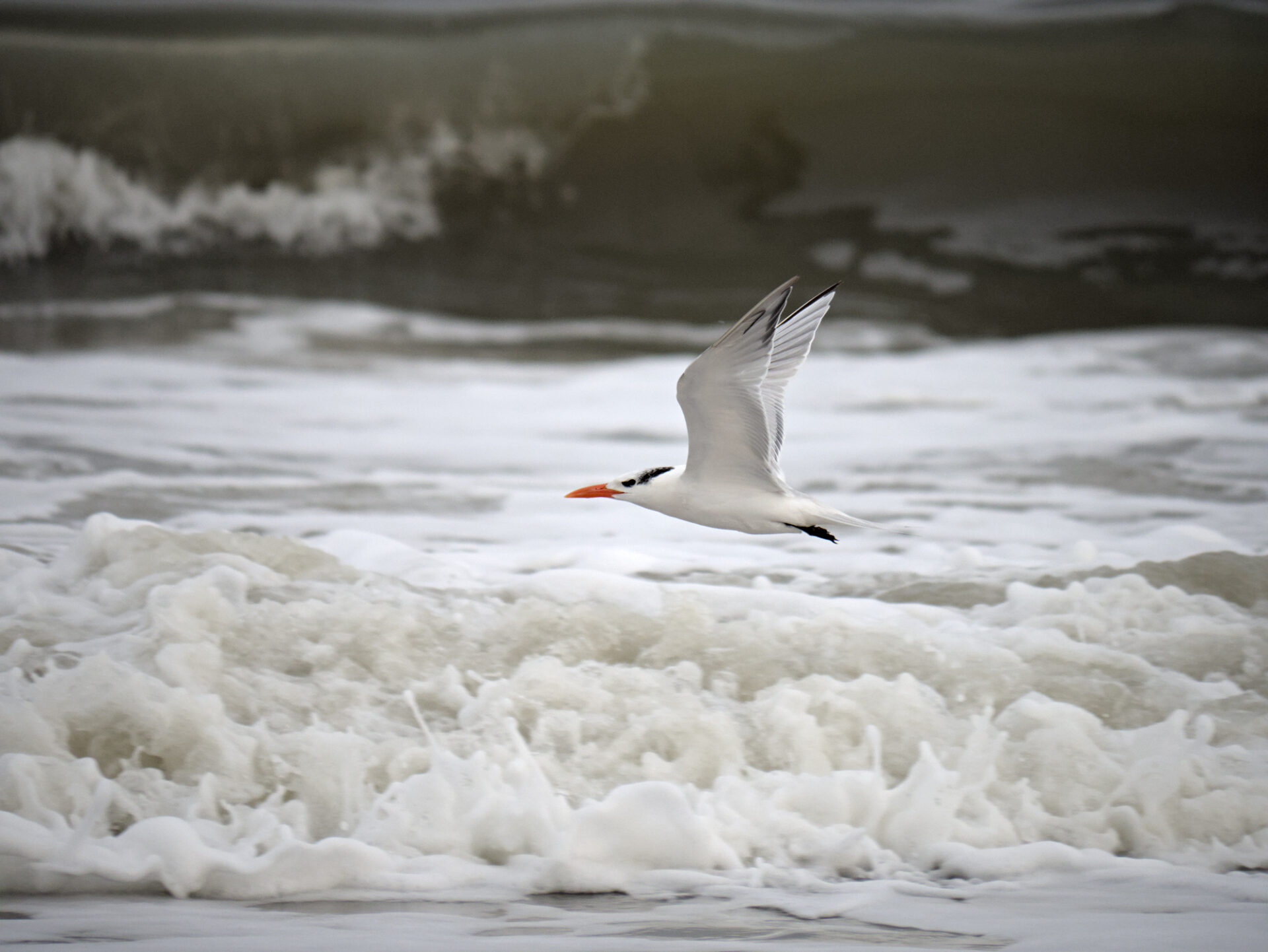 a royal tern in flight, waves crashing in the background