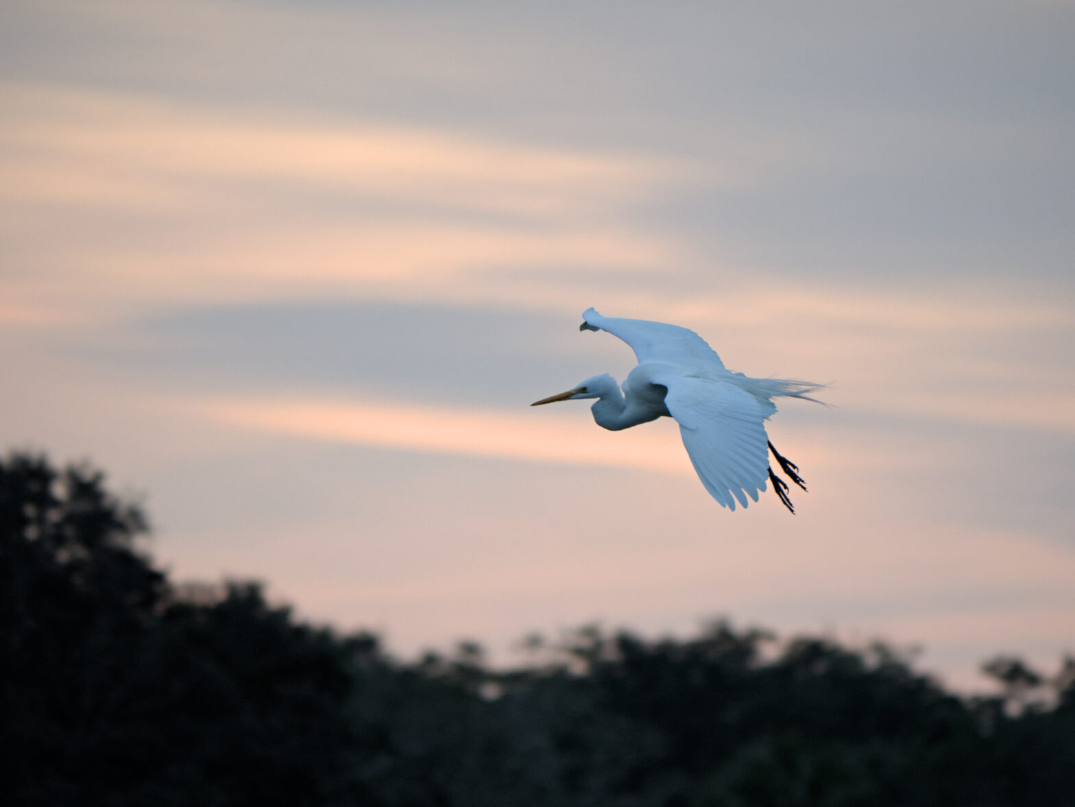 A great egret in flight above the trees with orange and pink clouds in the background