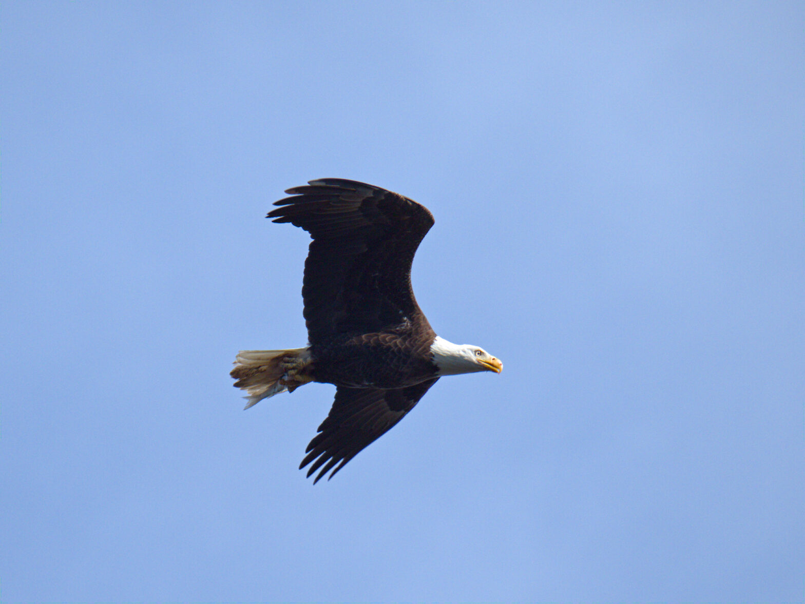 A side profile of a bald eagle in flight against clear blue sky