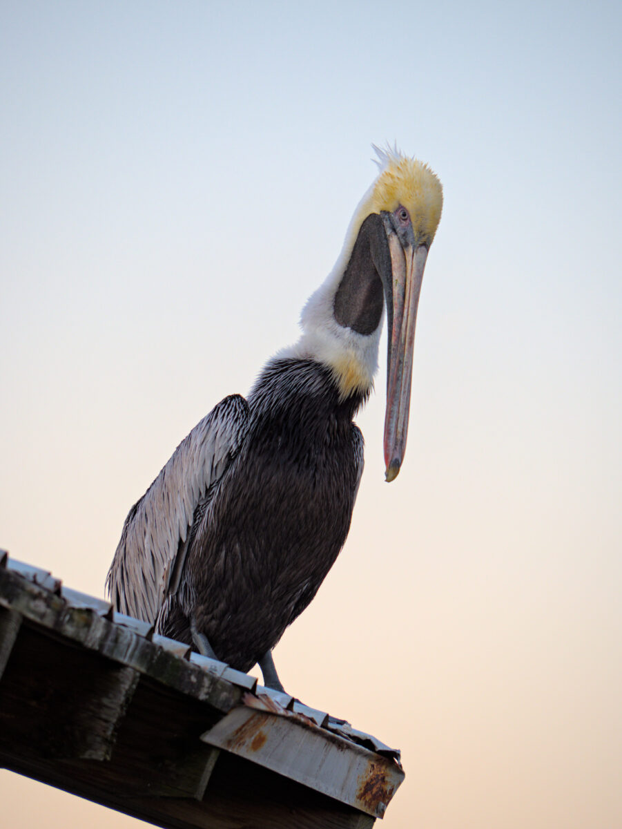 A brown pelican perched on a roof looking down at the camera with the sky starting to turn orange in the background