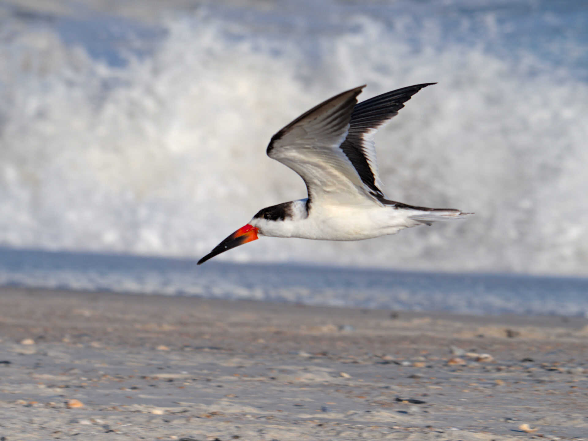 Black skimmer in flight over the beach, ocean and clouds in the background