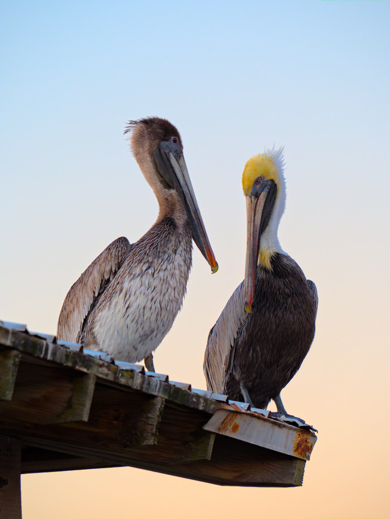 Two pelicans, a juvenile and an adult stand on a roof looking toward each other