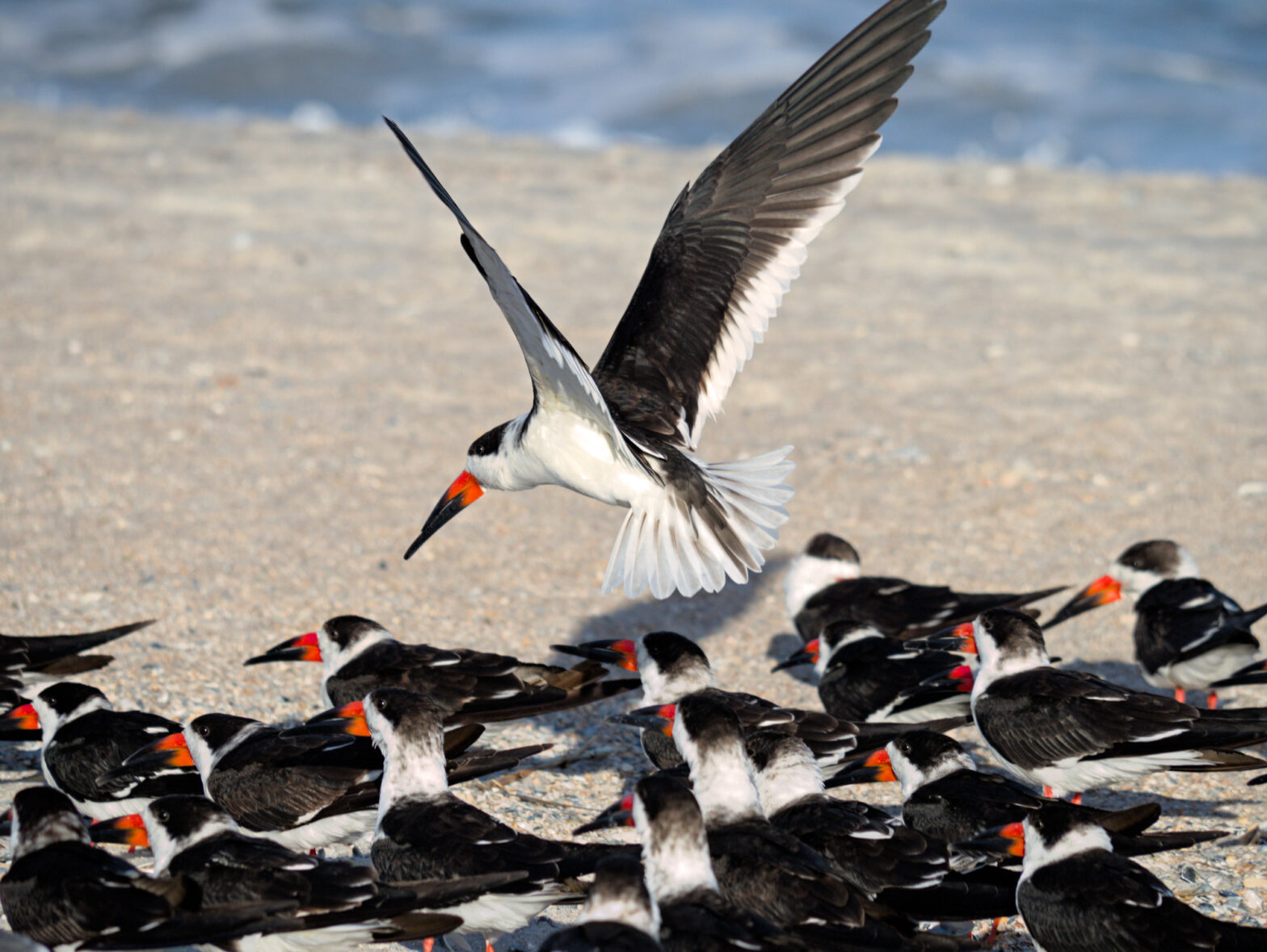 A single black skimmer hovers above several others
