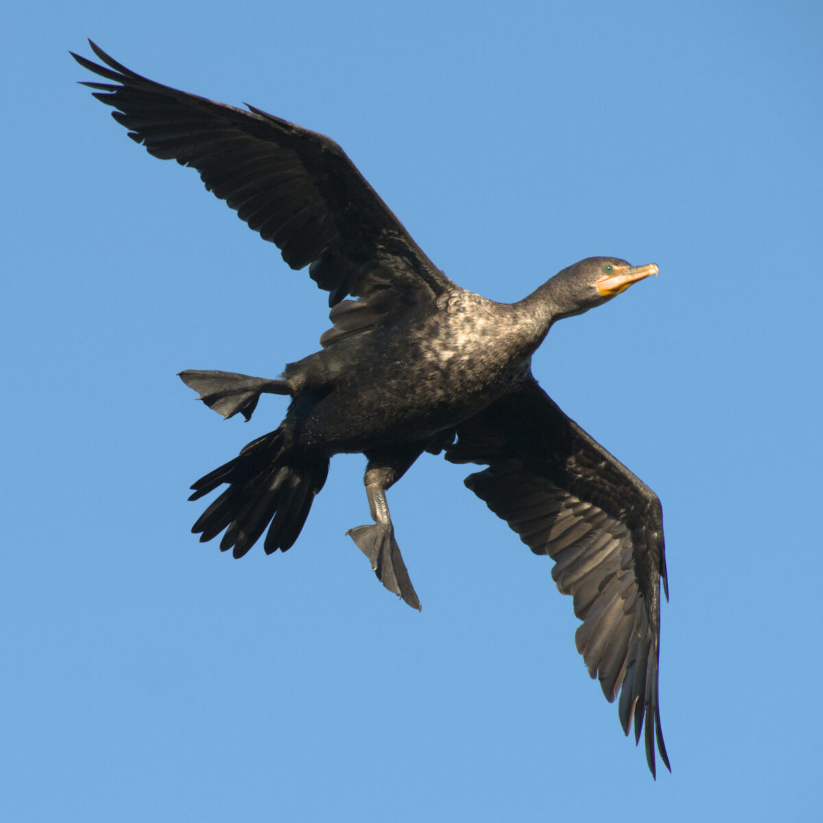 A double-crested cormorant flies overhead, webbed feet extended for landing