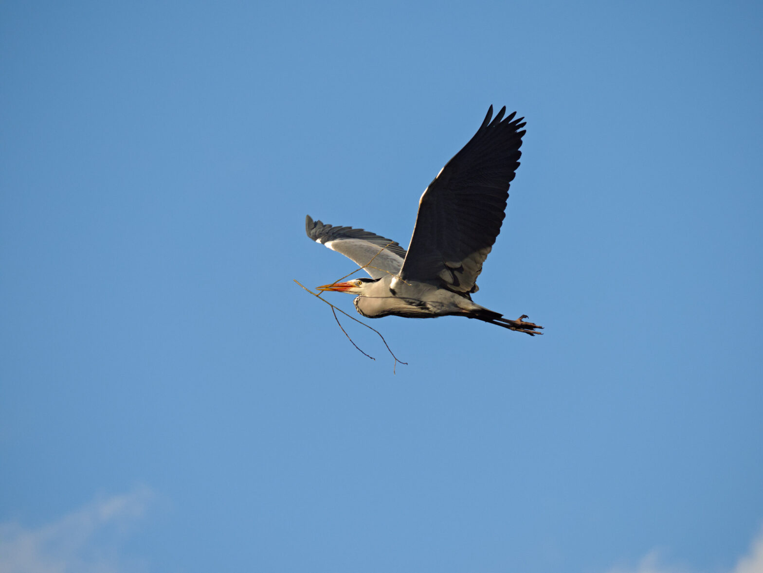 Grey heron in flight against blue sky, carrying a twig in its beak