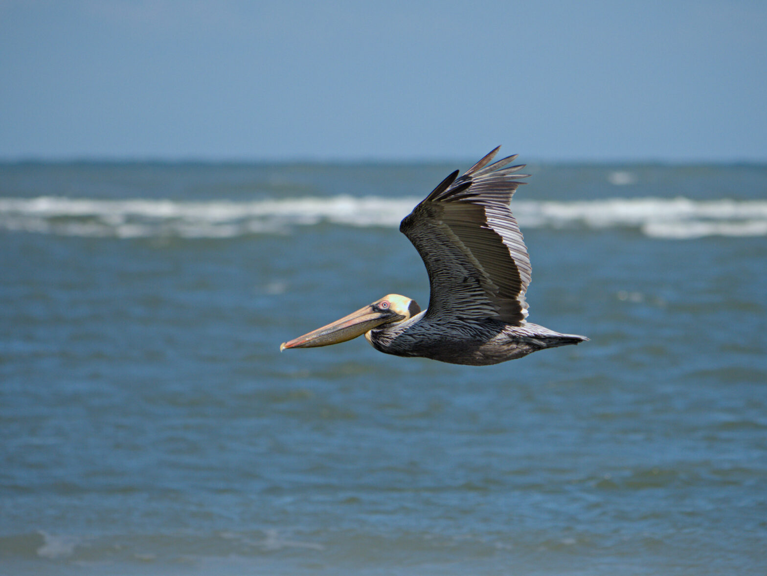 A brown pelican flying over the ocean