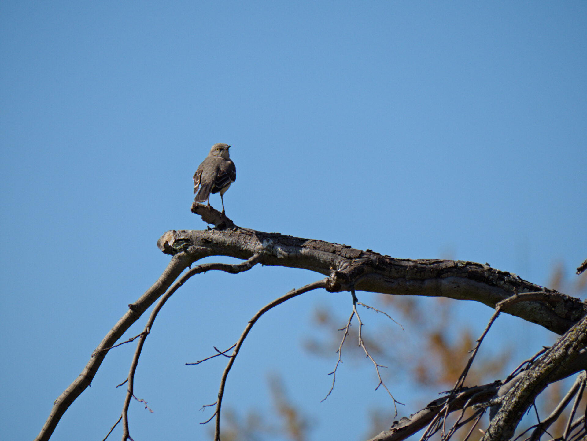 A mockingbird sits on a bare tree branch looking backward at the camera
