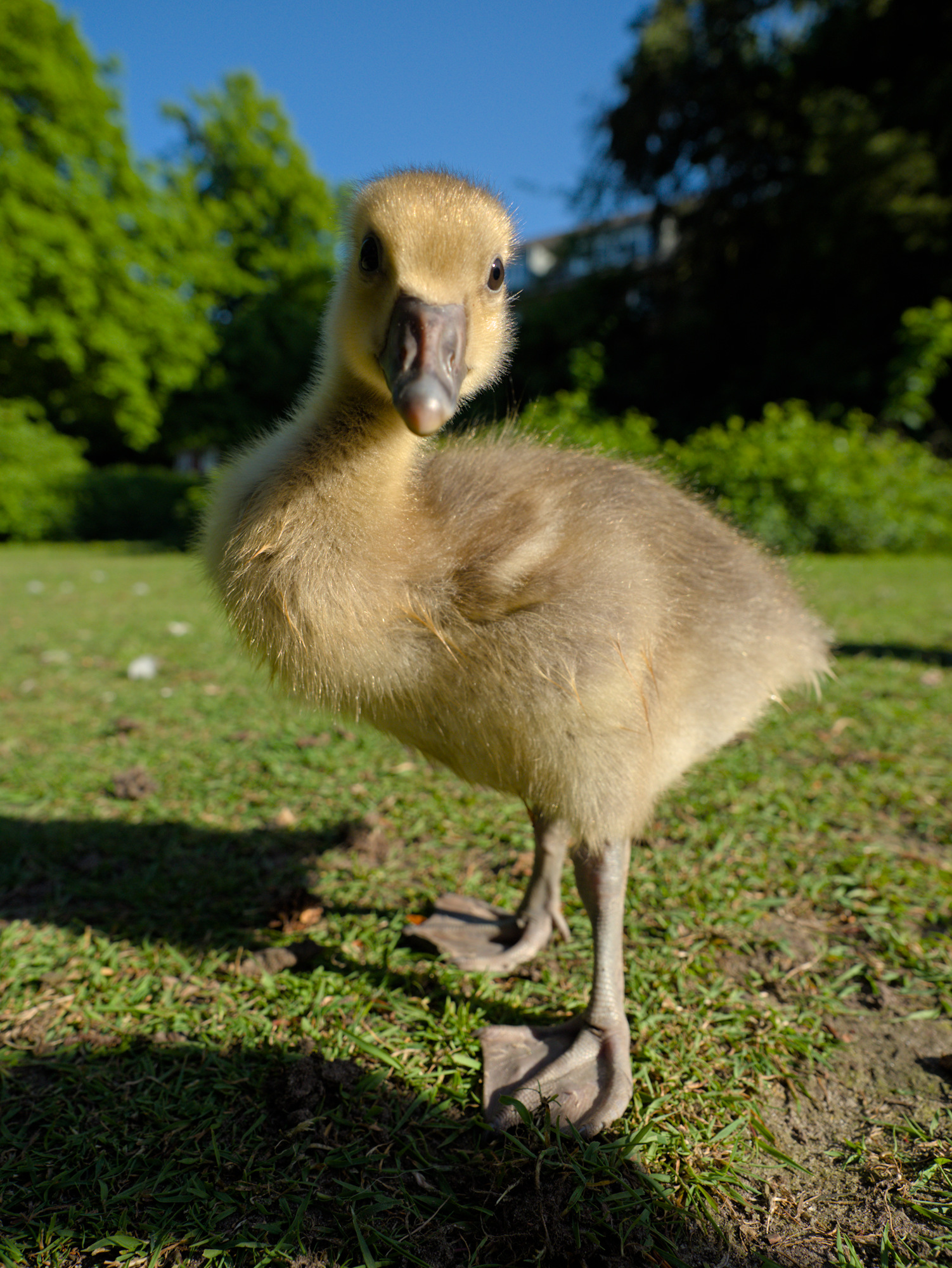 A greylag gosling peers into the camera lens with green foliage and blue sky in the background
