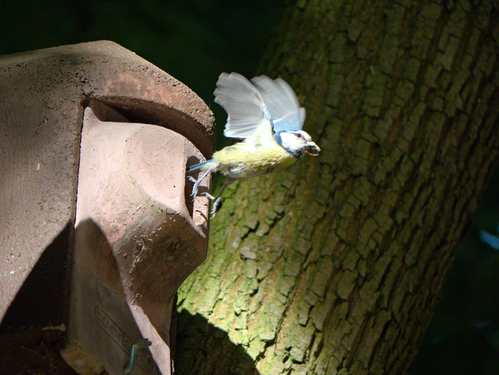 A blue tit exits a birdhouse, worm in beak