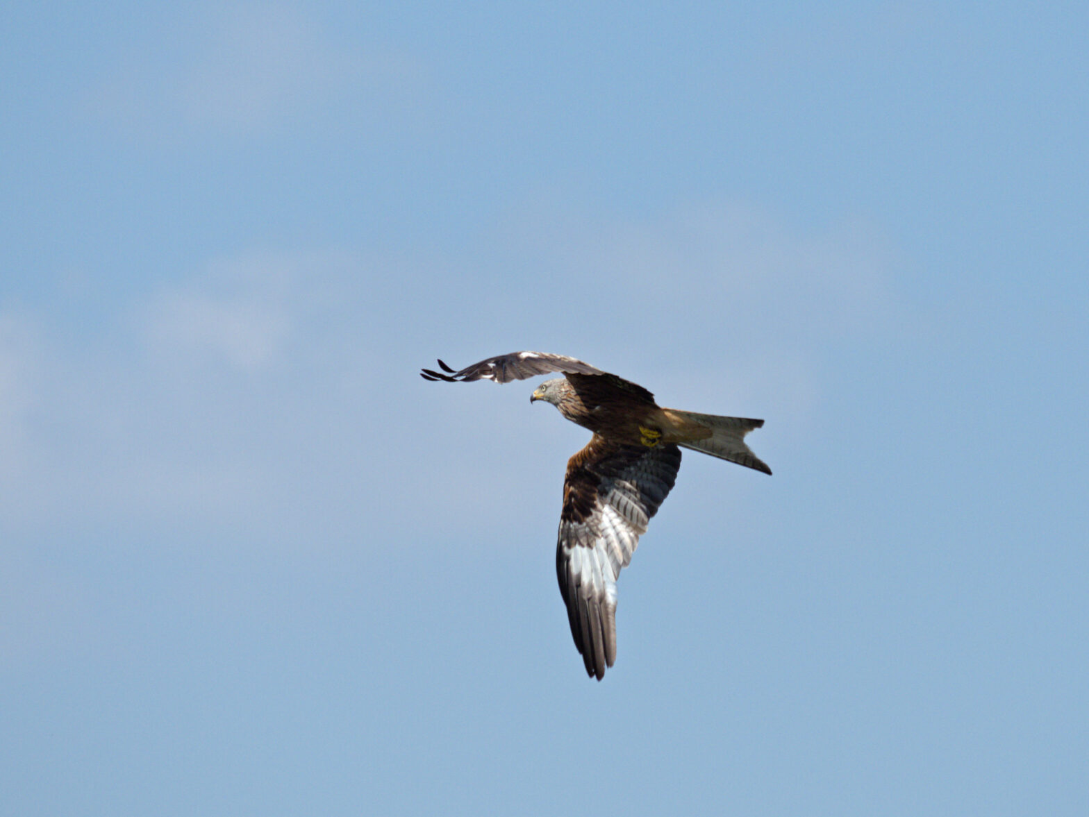 A red kite in flight against blue sky and thin clouds