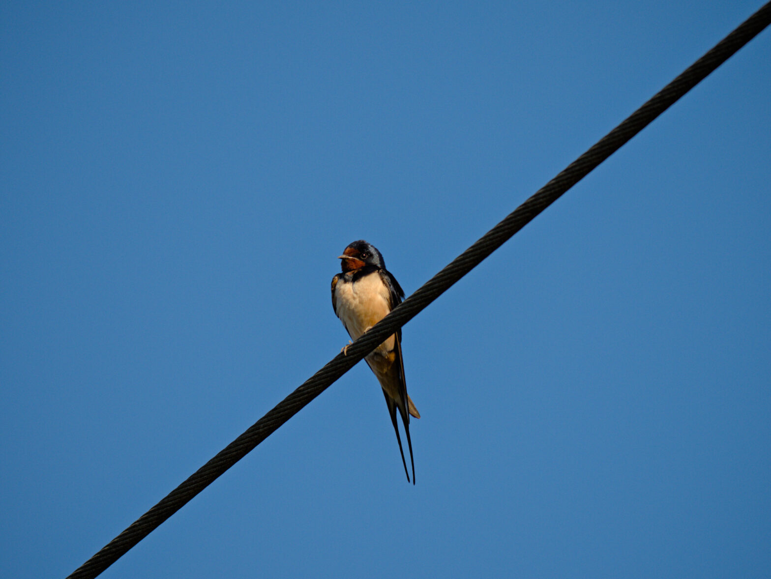 A barn swallow perches on a power line