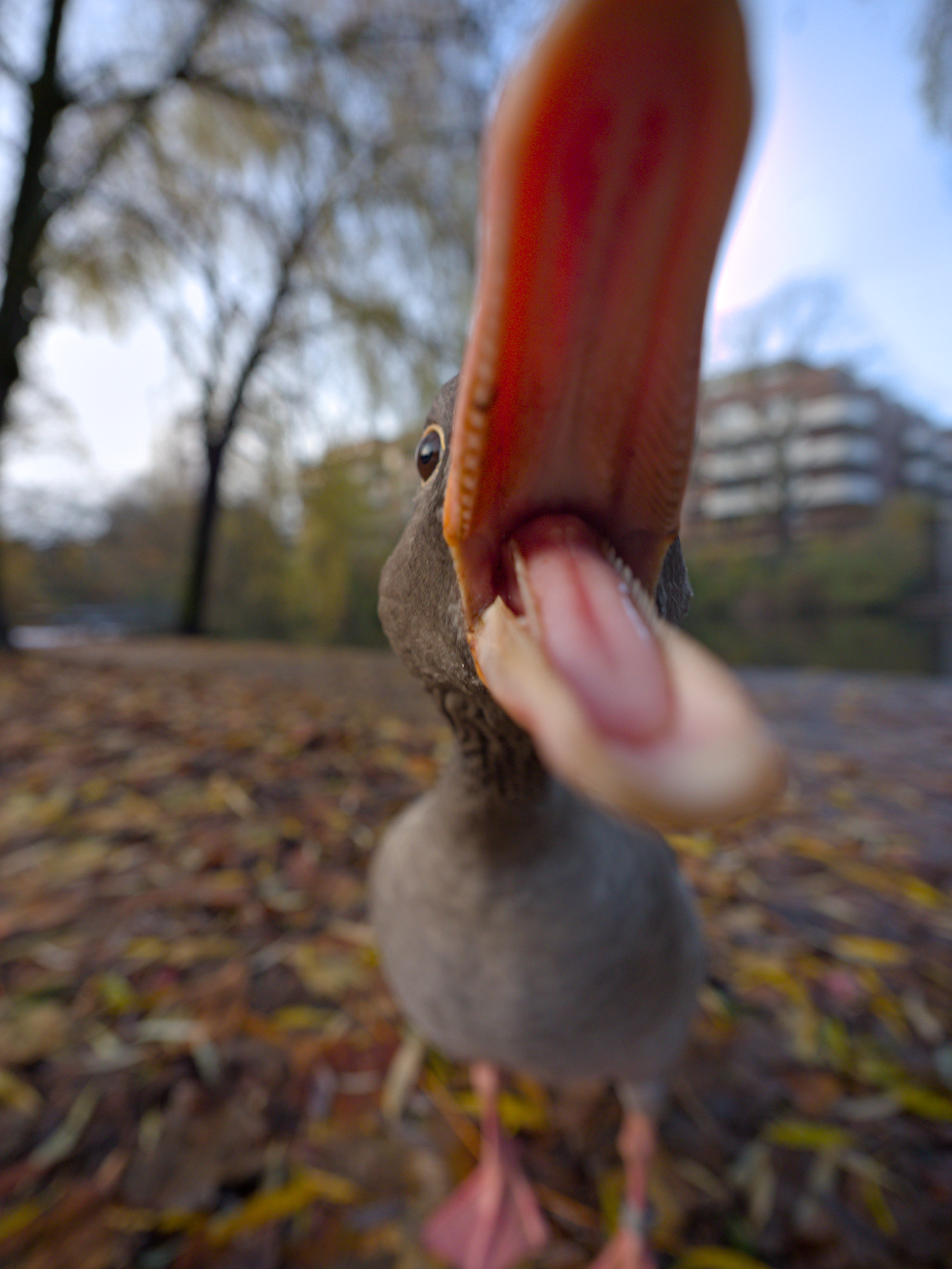 A greylag goose tries to bite the camera