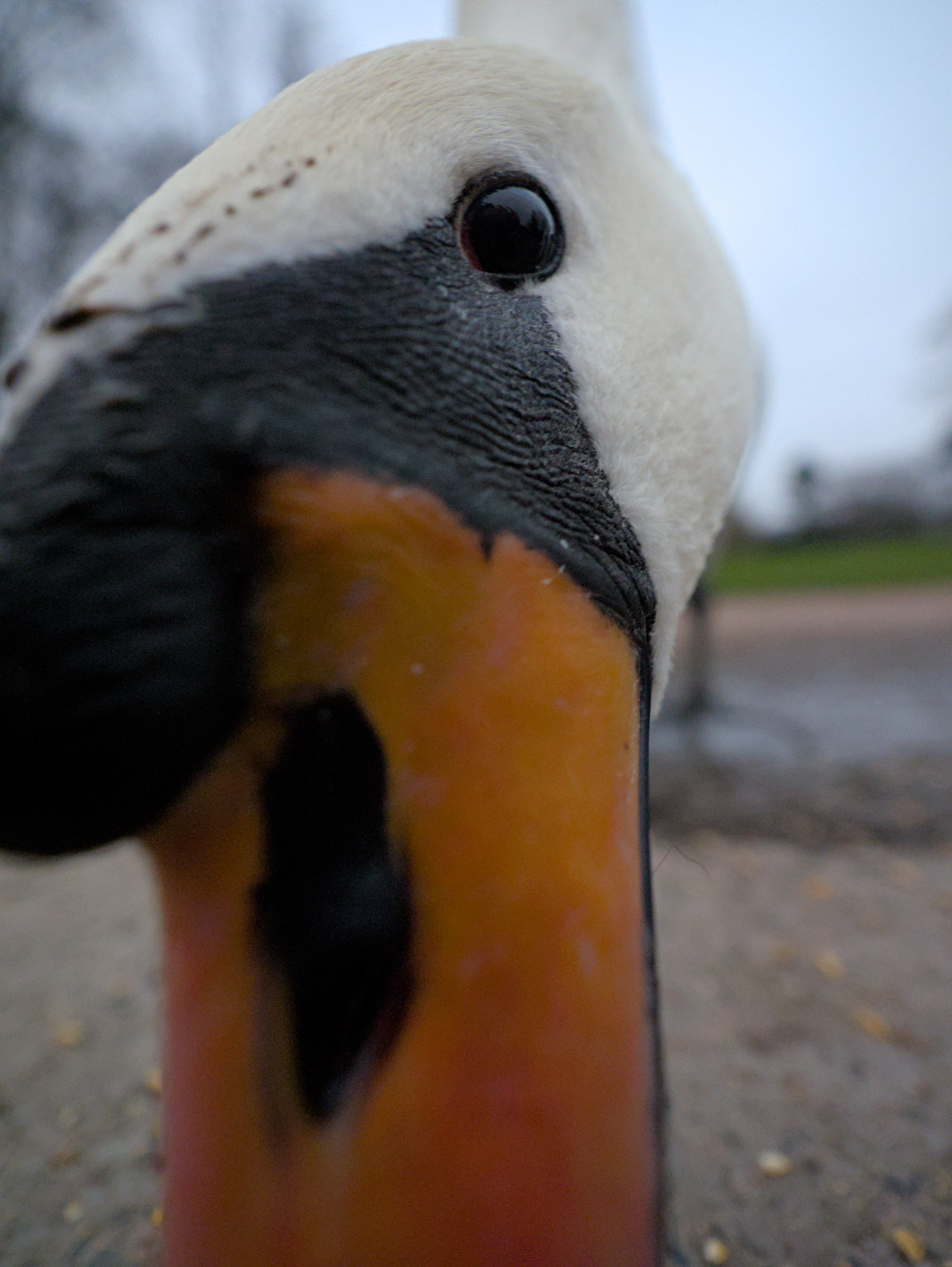 The head of a mute swan fills the frame